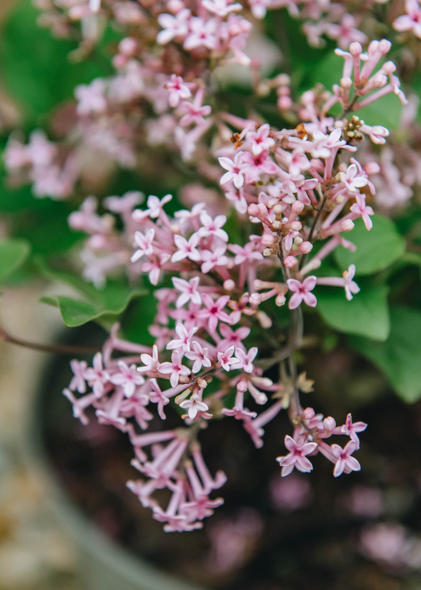 Clematis Syringa Boomerang Pink Perfume
