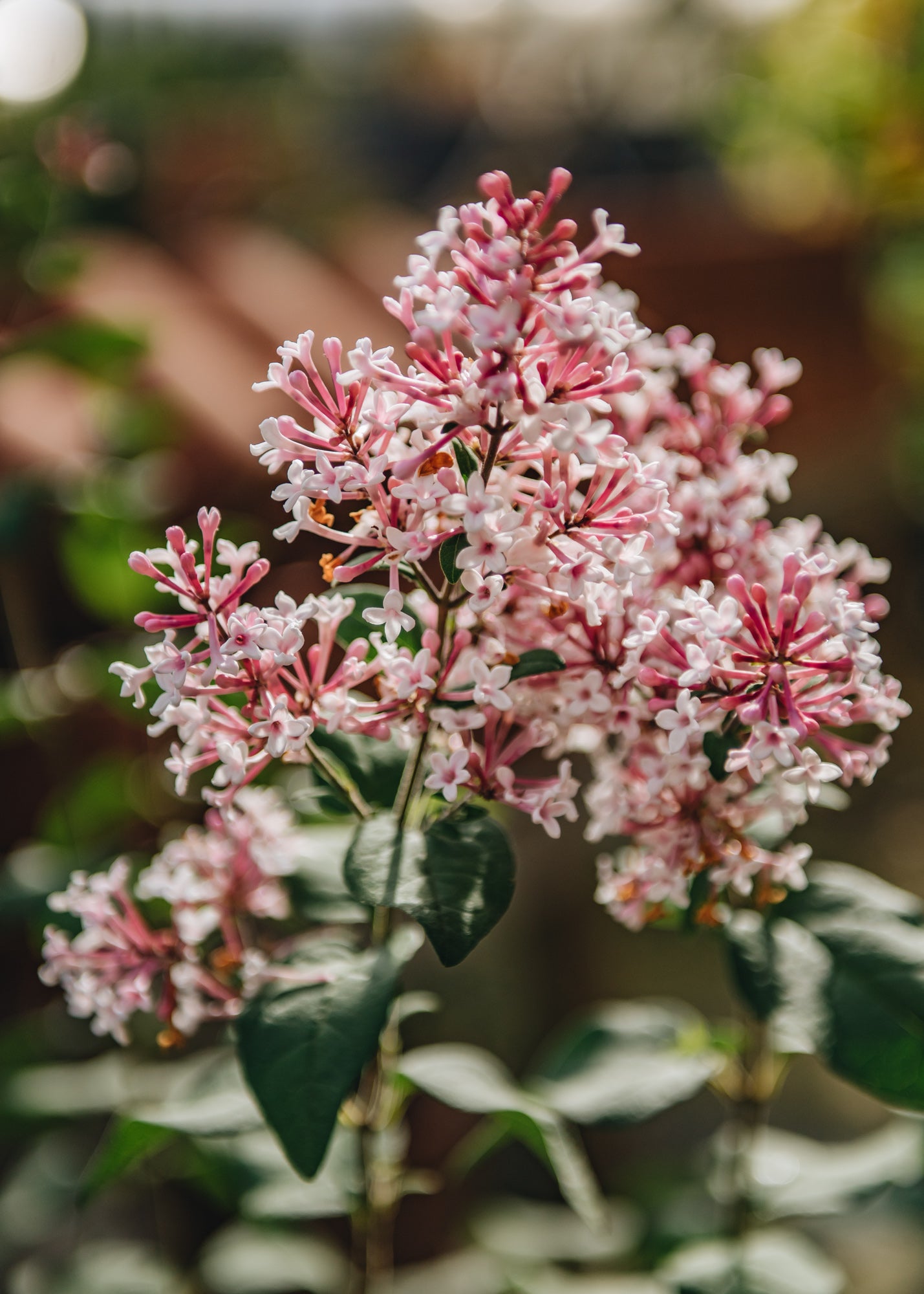 Syringa Syringa microphylla Superba