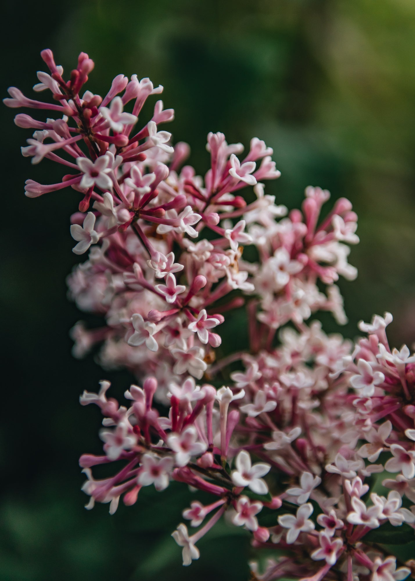 Syringa Syringa microphylla Superba