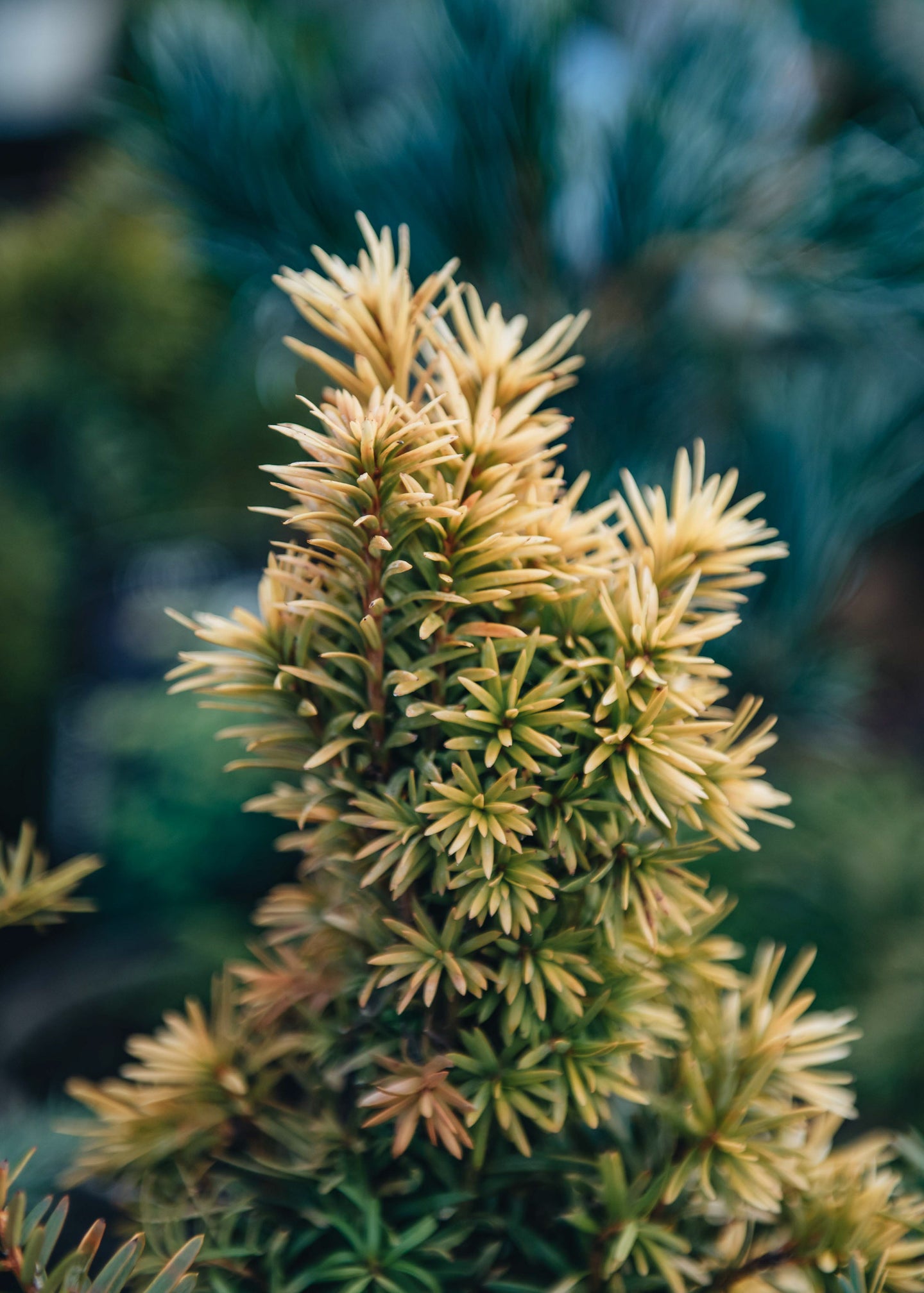 Taxus standishii AGM