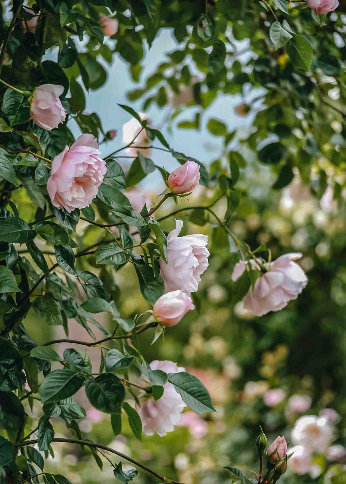 David Austin Roses - The Generous Gardener Rose