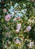 Rosa Generous Gardener® AGM