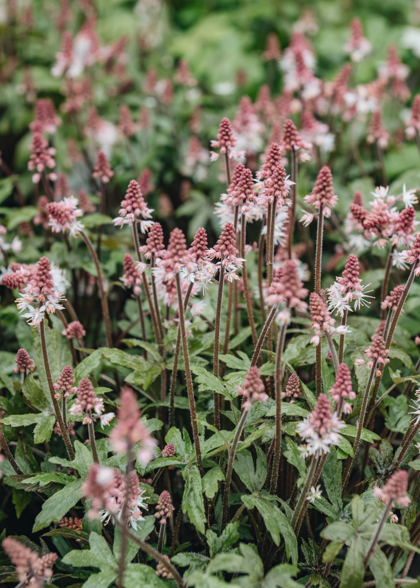 Tiarella Raspberry Sundae | Burford Garden Co.