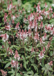 Hellebore Tiarella Raspberry Sundae