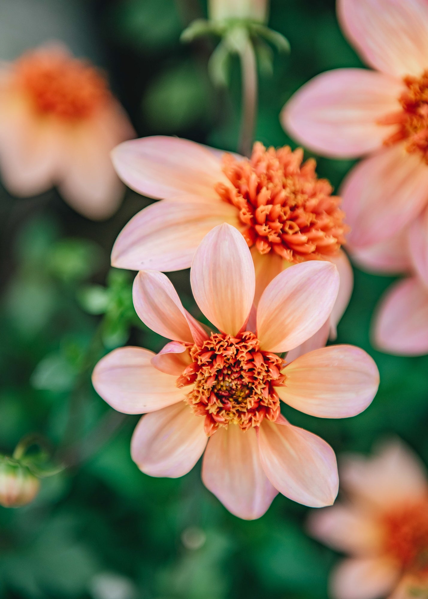 Taylors Bulbs Dahlia 'Totally Tangerine'