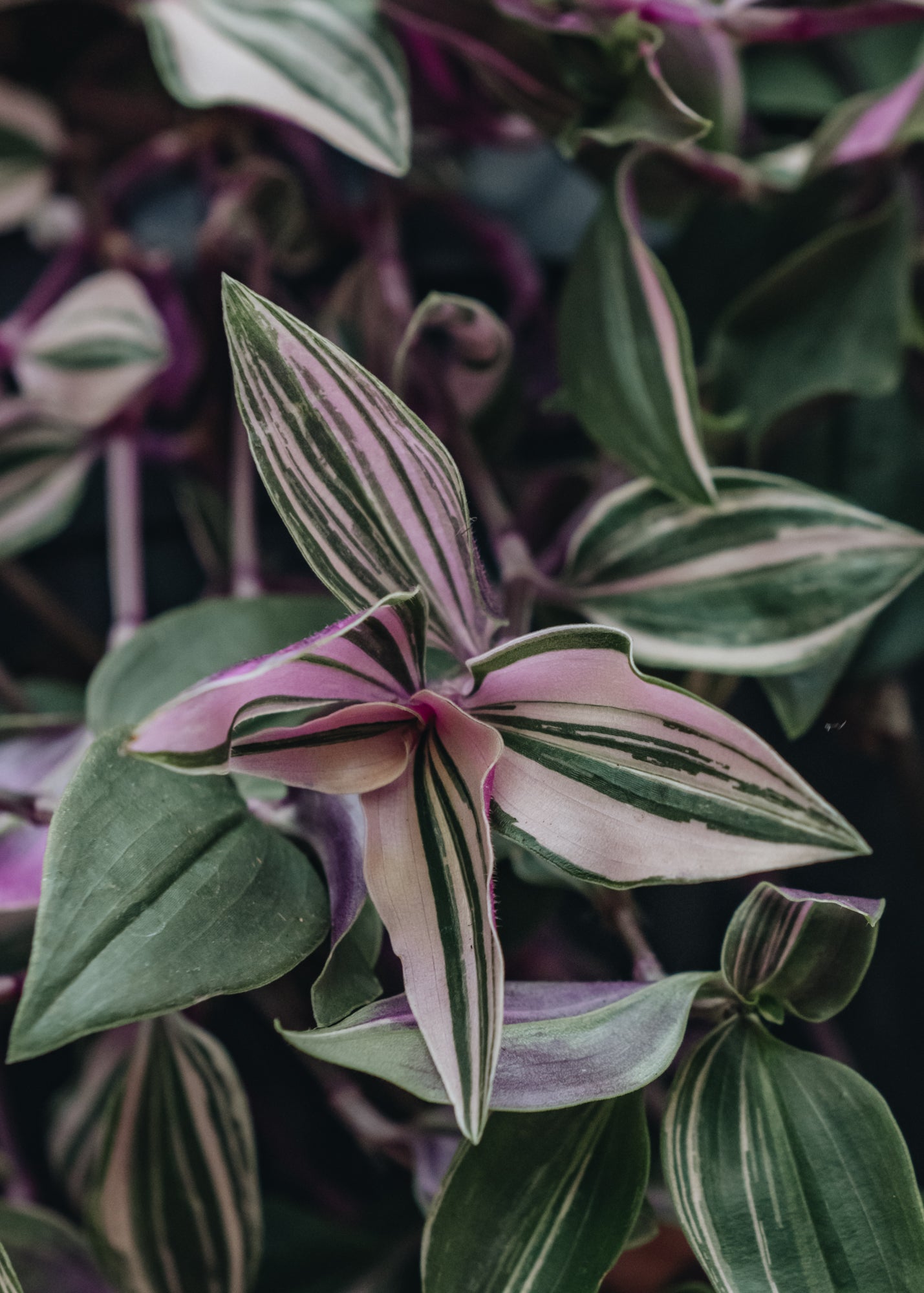Houseplants Tradescantia fluminensis Quadricolor