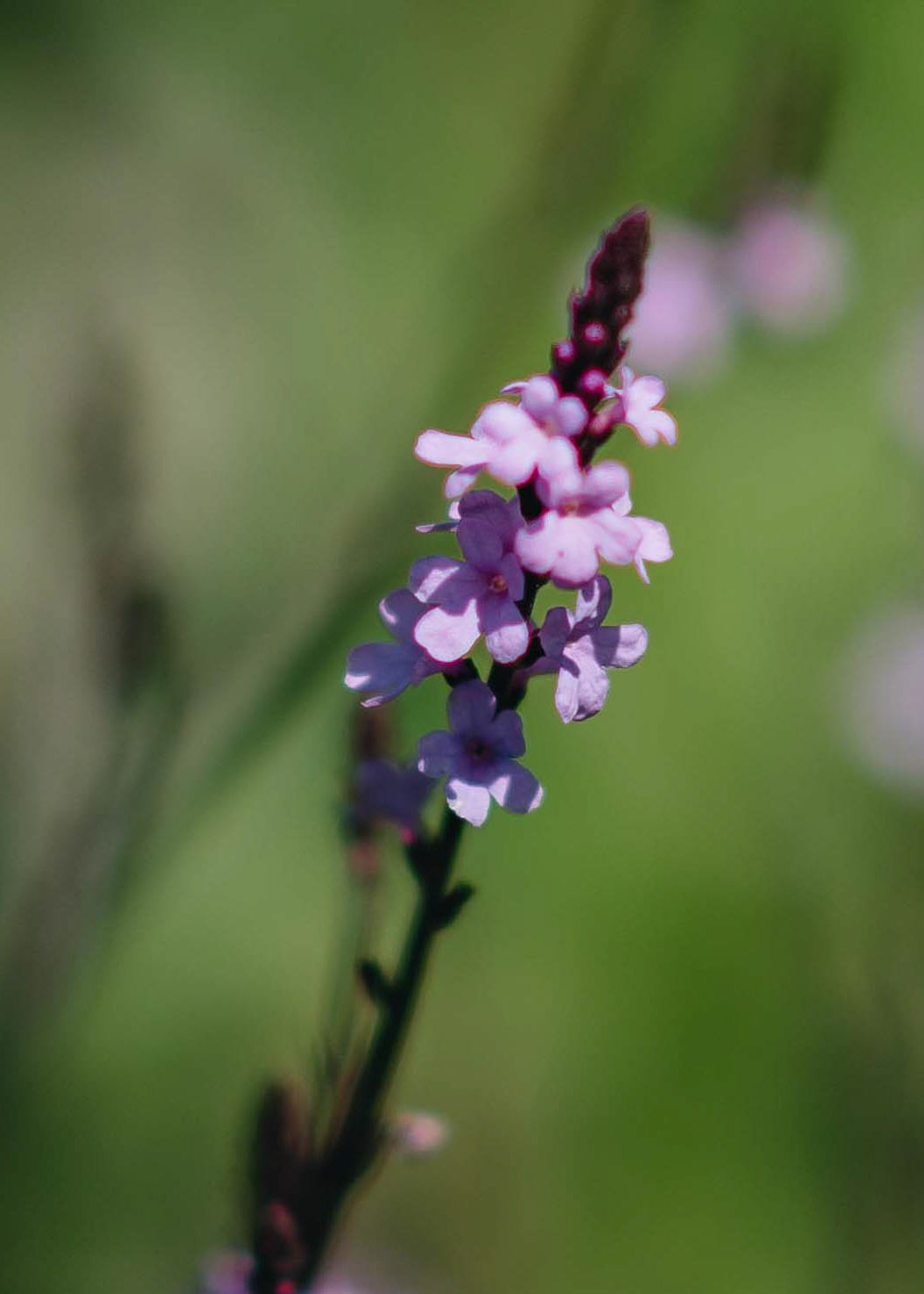 Verbena grandiflora Bampton