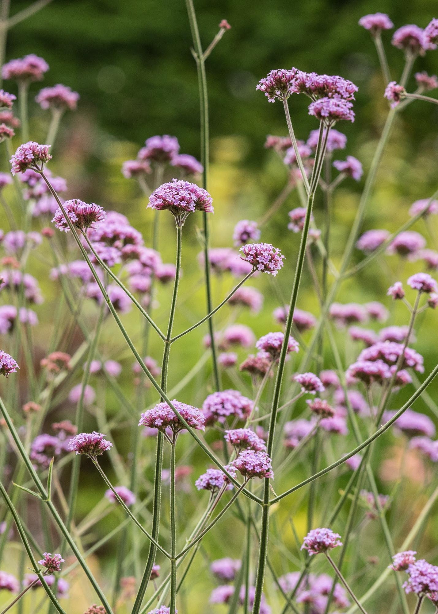 Geum Verbena bonariensis AGM