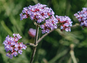 Verbena bonariensis Lollipop