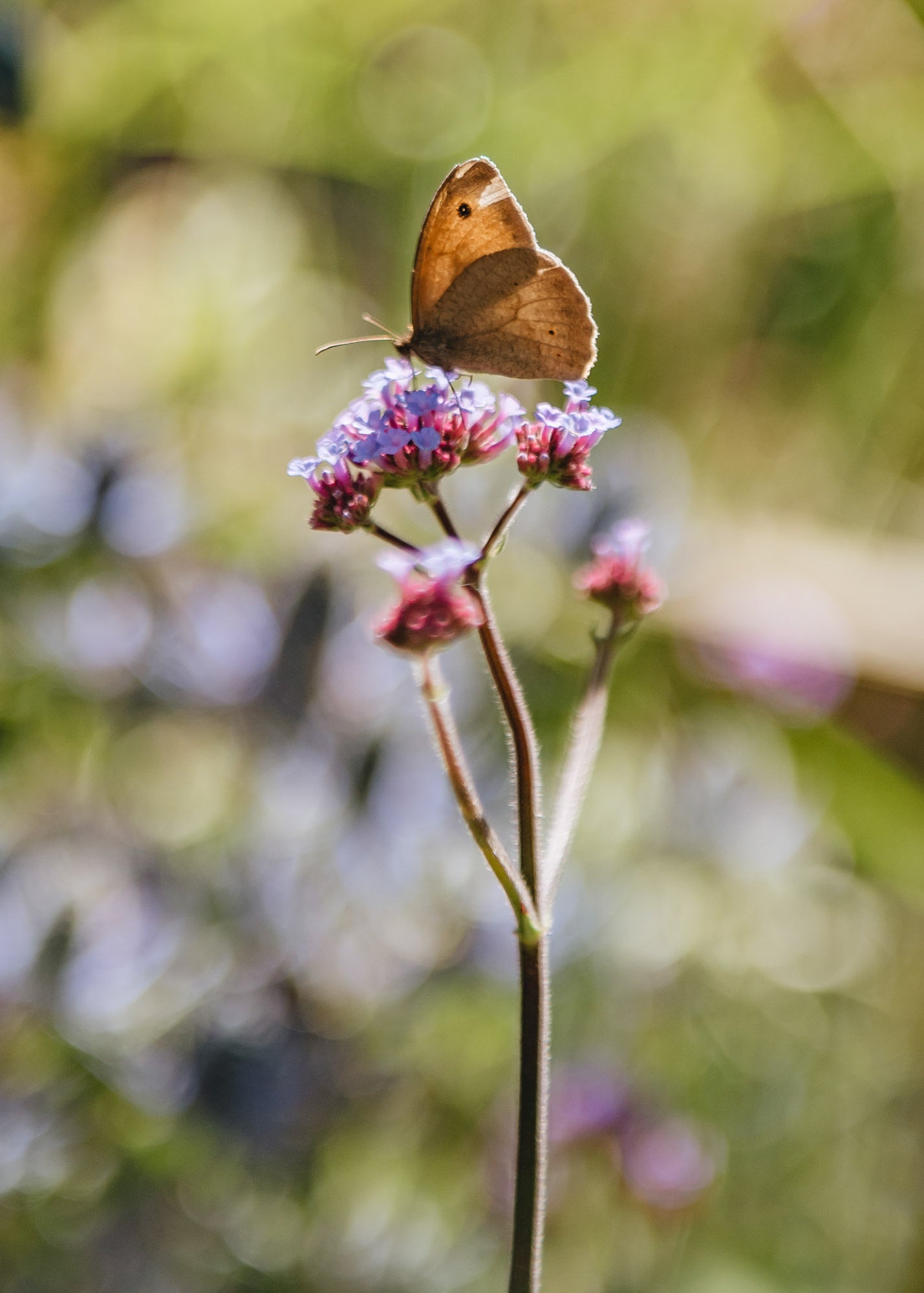 Verbena Verbena Bonariensis Violet, 2/3L