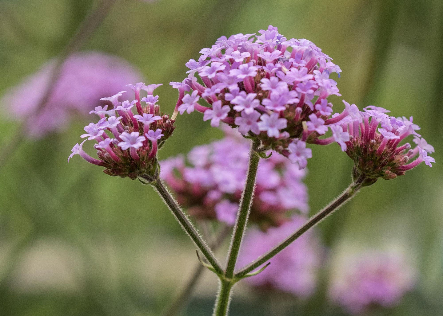 Verbena bonariensis AGM