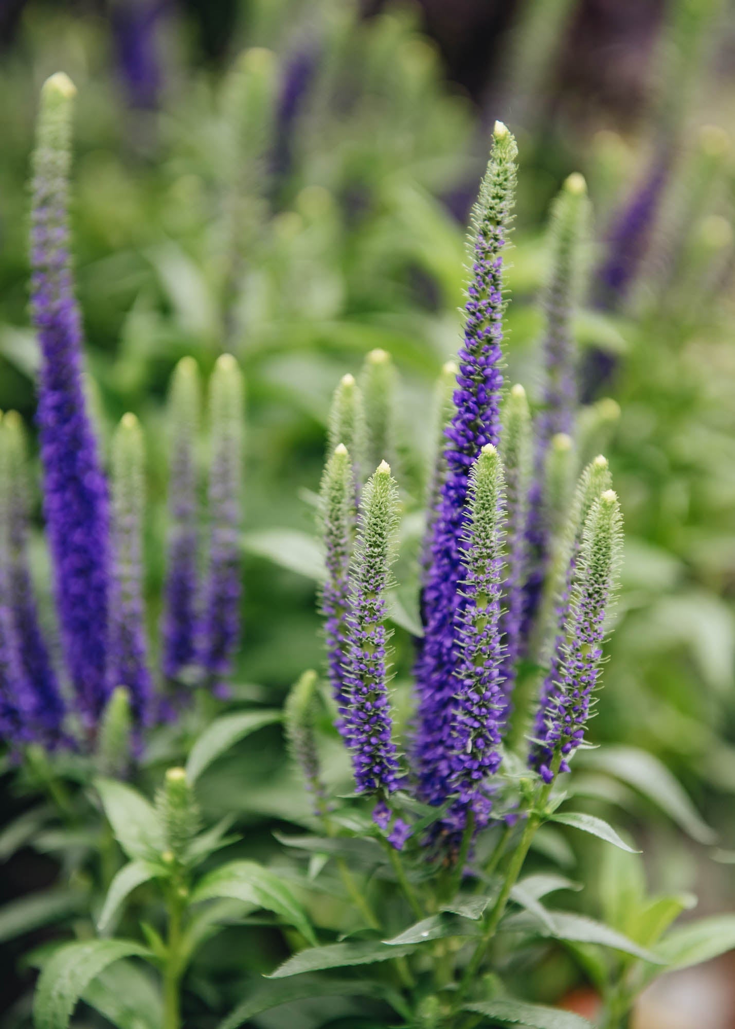 Clematis Veronica Blue Dwarf