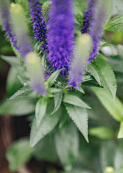 Veronica Ulster Blue Dwarf/Royal Candles