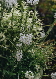 Clematis Veronica gentianoides Tissington White