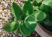 Viburnum Viburnum Carlcephalum AGM