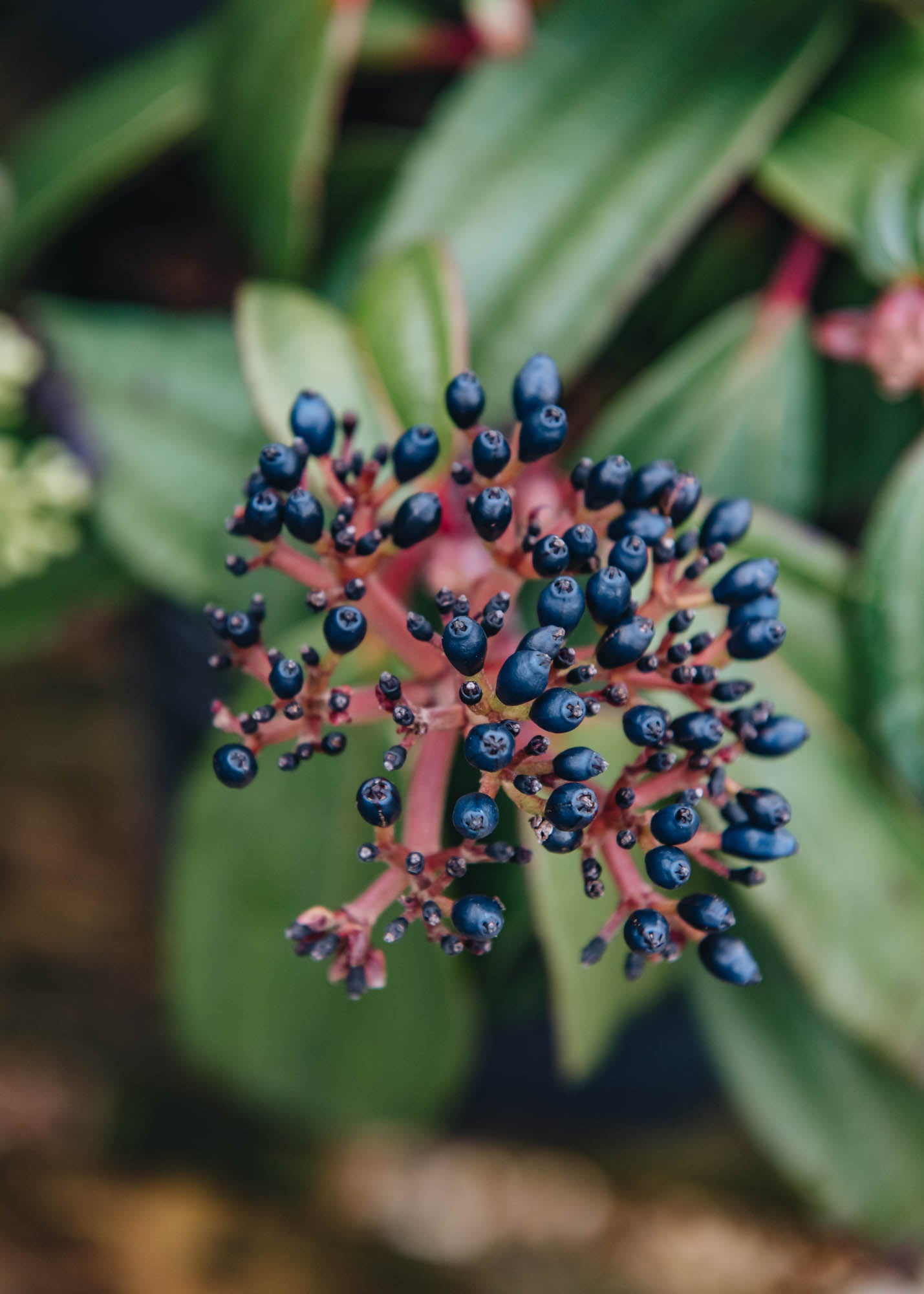 Laurus Nobilis Viburnum davidii