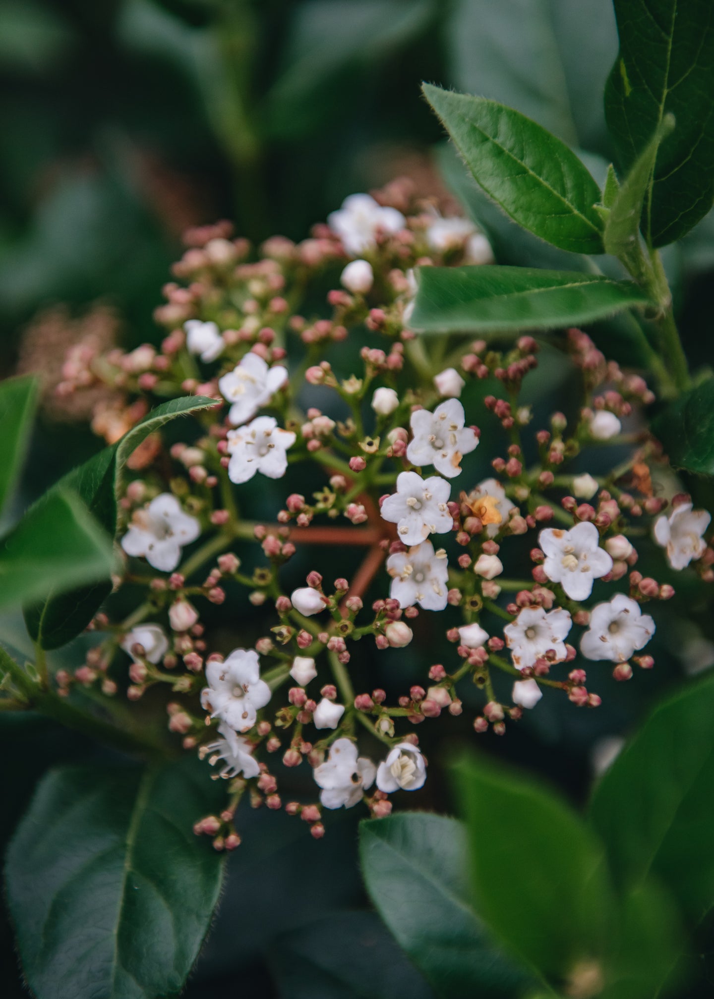 Viburnum Tinus Spirit