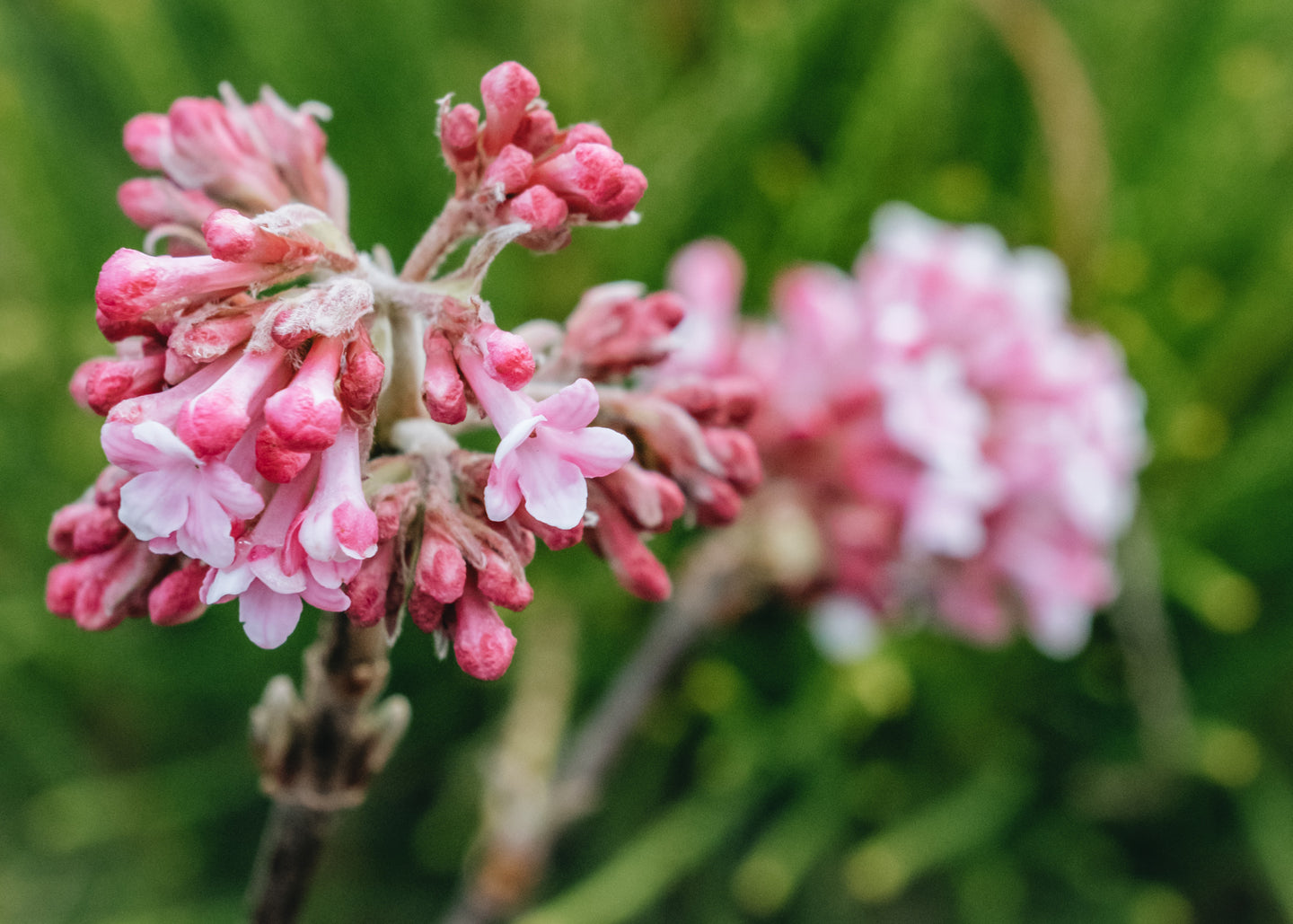 Viburnum bodnantense Dawn