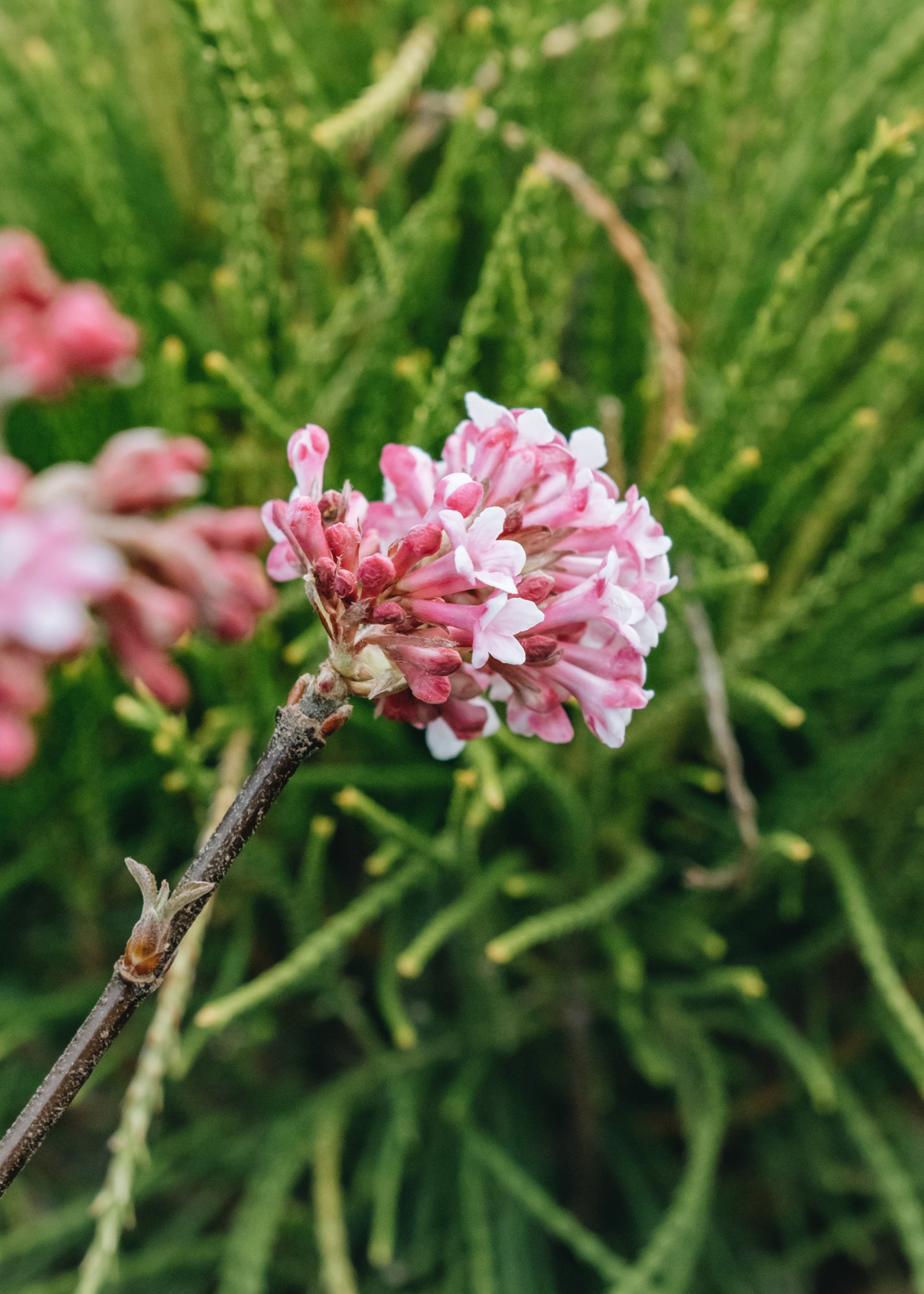 Viburnum bodnantense Dawn