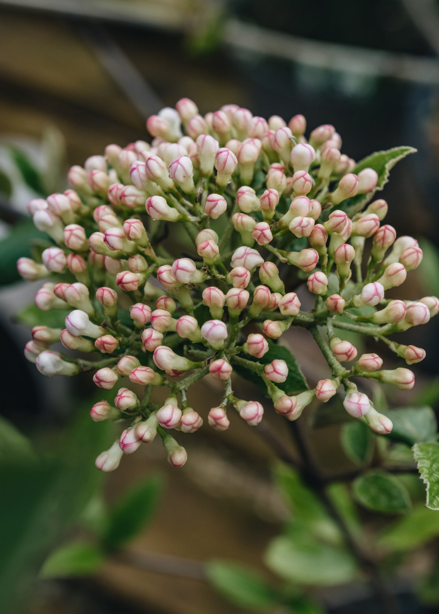 Viburnum Viburnum burkwoodii