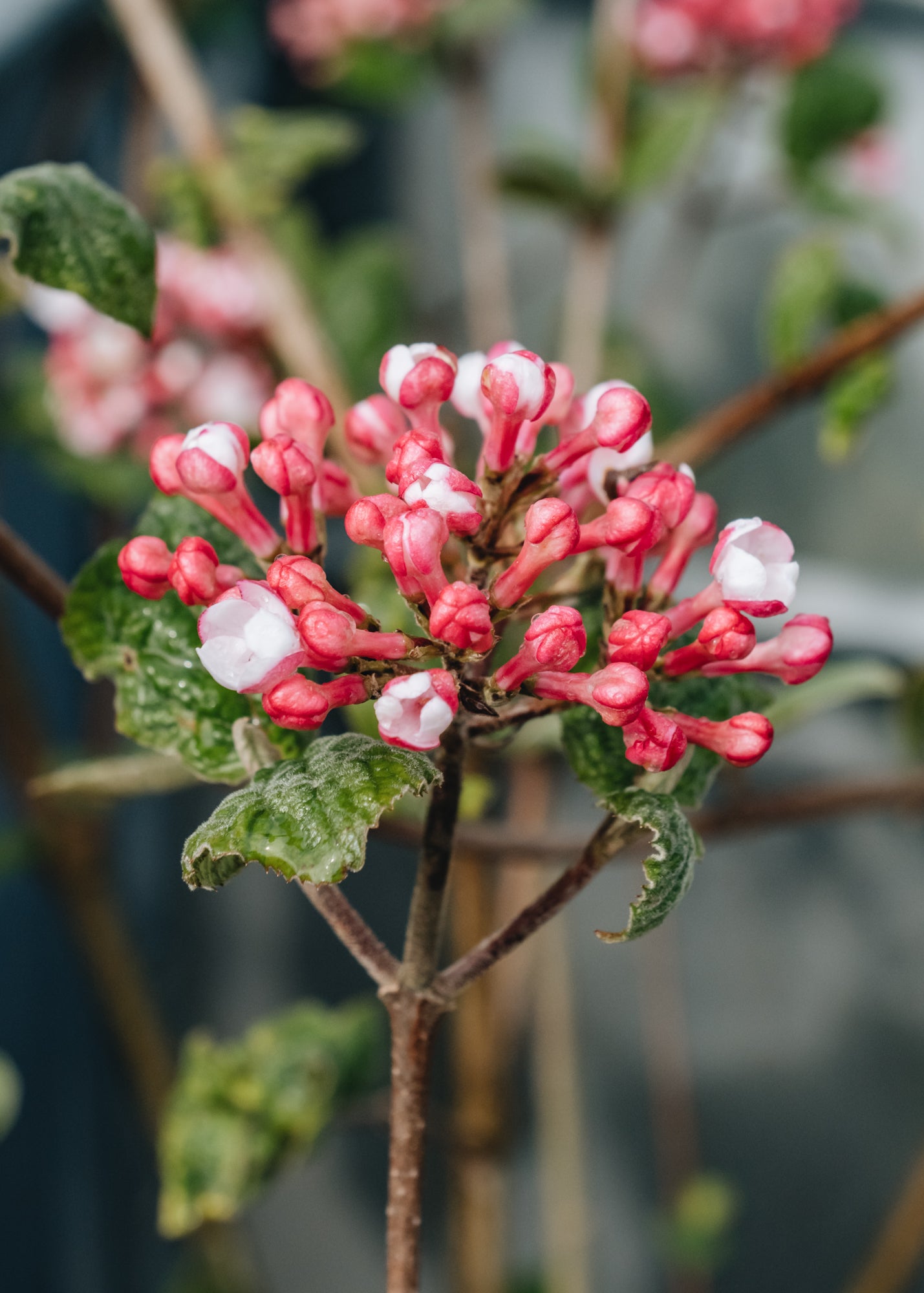 Viburnum Viburnum carlesii