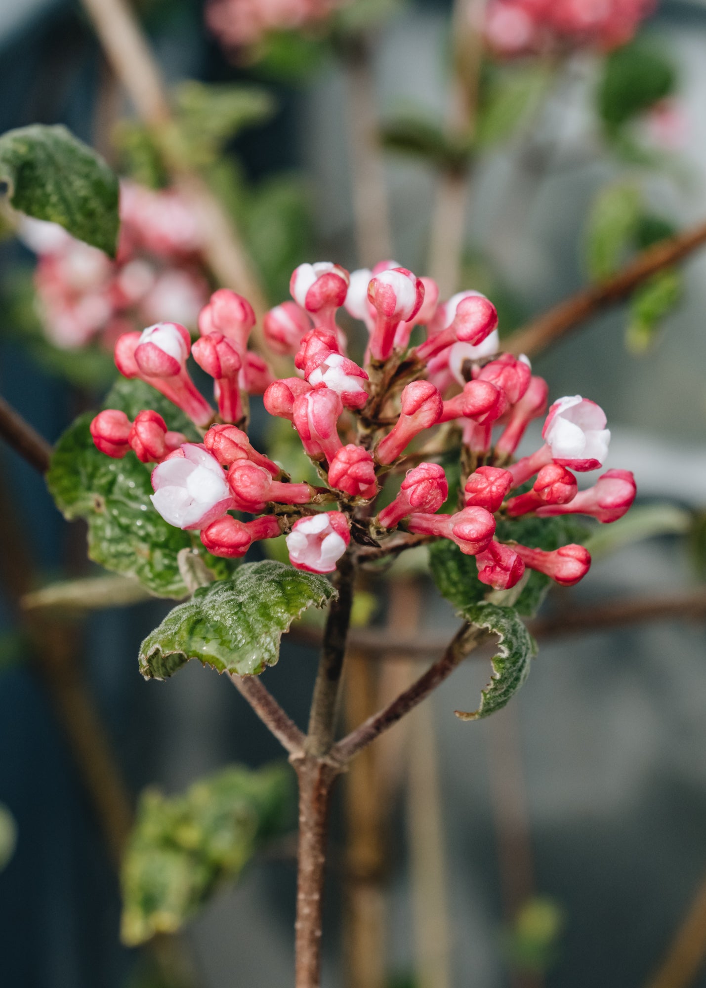 Viburnum carlesii