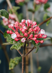 Viburnum Viburnum carlesii
