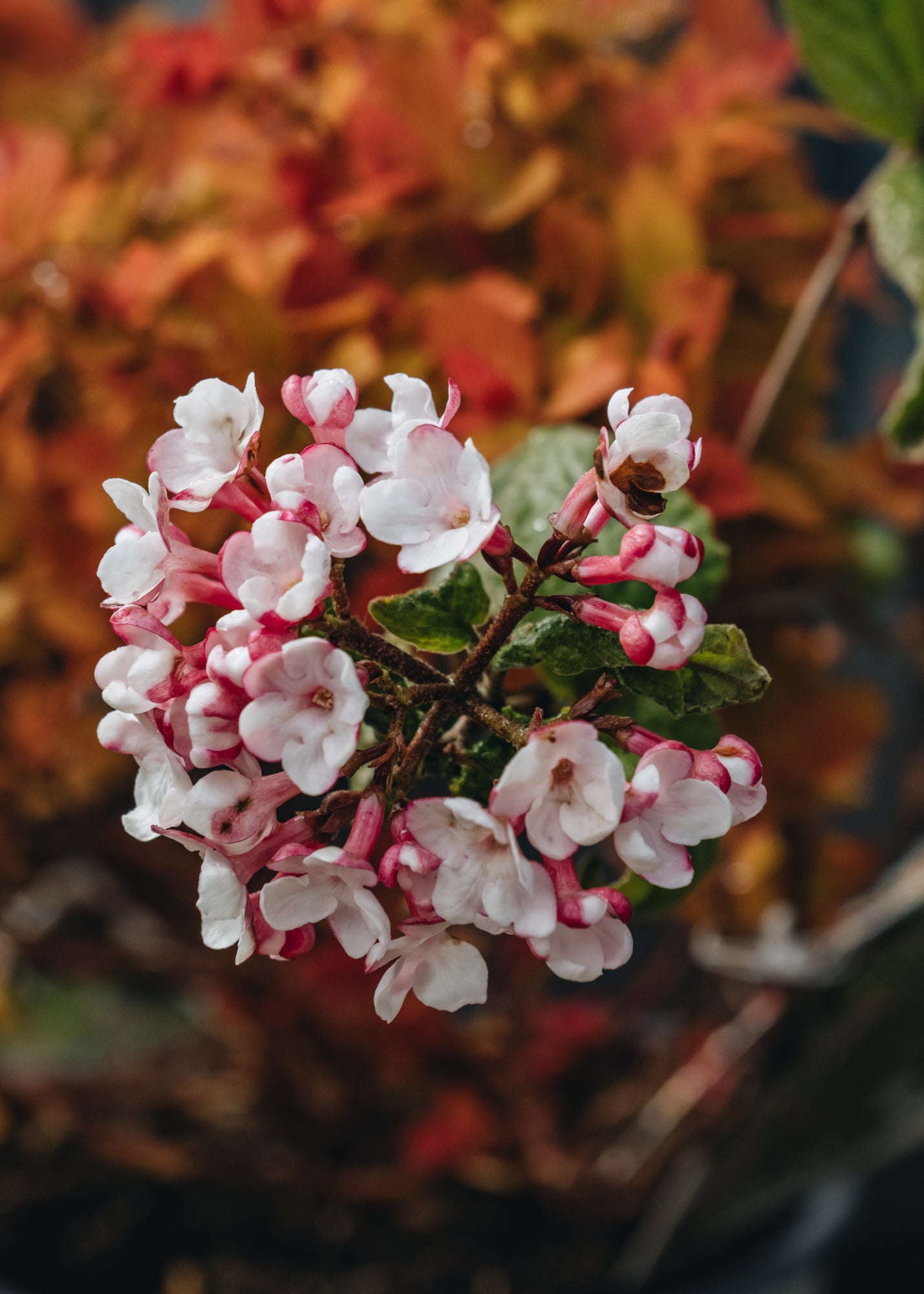 Viburnum carlesii