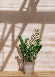 Houseplants Zamioculcas Zamiifolia