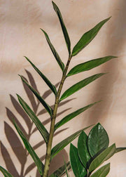 Houseplants Zamioculcas Zamiifolia